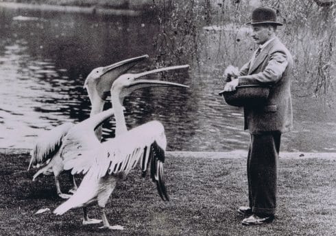 S460 – man feeding pelicans. 1936 Courtesy of The Hearsum Collection